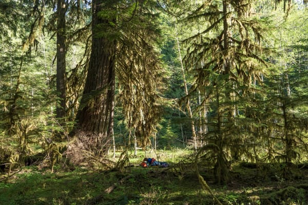 Help Permanently Protect "Upper Rutzats Forest" on the Nooksack River!