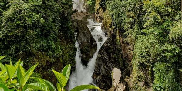 Is a River Alive? The River of Cedars - Book Review