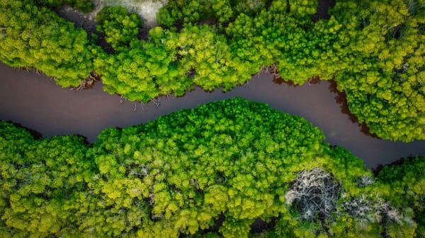 One River: Explorations and Discoveries in the Amazon Rain Forest - Book Review